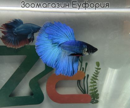 Риба Бета Халфмуун #18 / Betta Halfmoon/