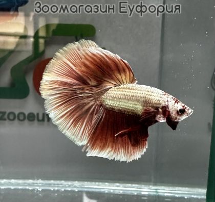 Риба Бета Халфмуун #1 / Betta Halfmoon Dragon/